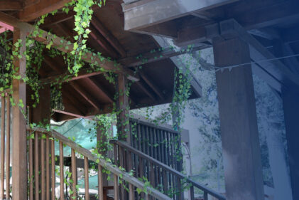 vine growth on wood support beams