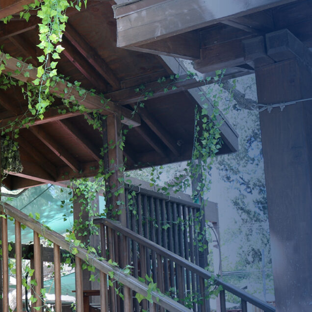 vine growth on wood support beams