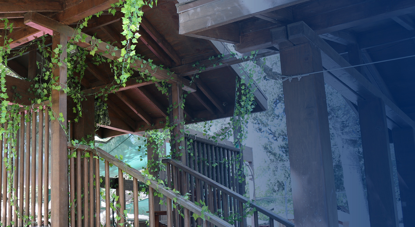 vine growth on wood support beams