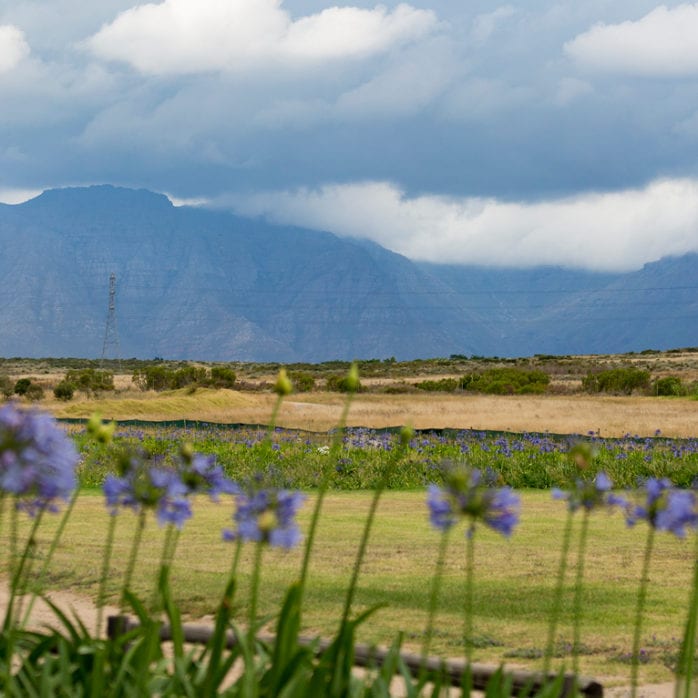 South africa plains