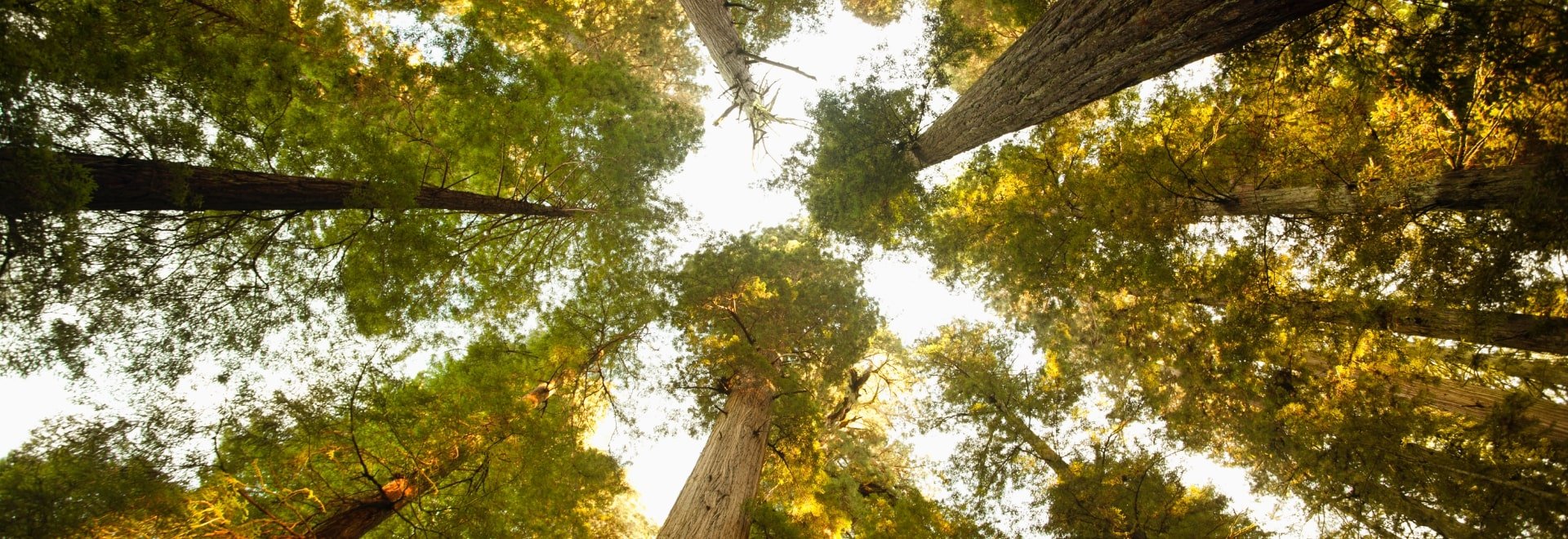 photo toward sky with tall trees all around